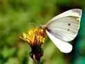 cabbage butterfly